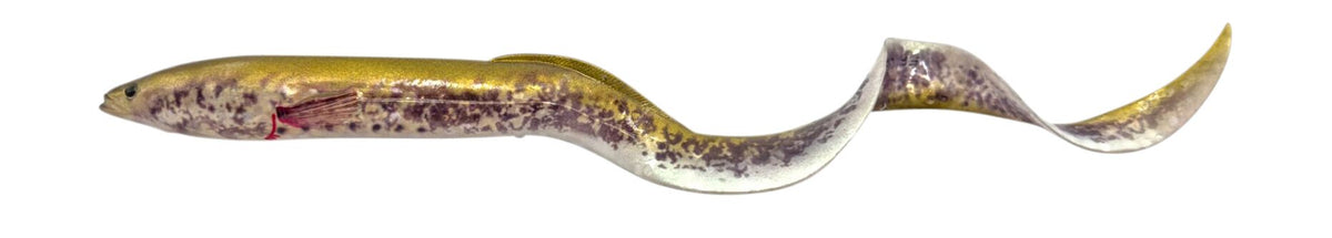 Savage Gear Real Eel â€“ 1631031.jpg