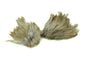 Whiting American Streamer Pack â€“ dealerweb-cms-d371ba2b-3509-4316-997f-347aab6ed9a5.jpg